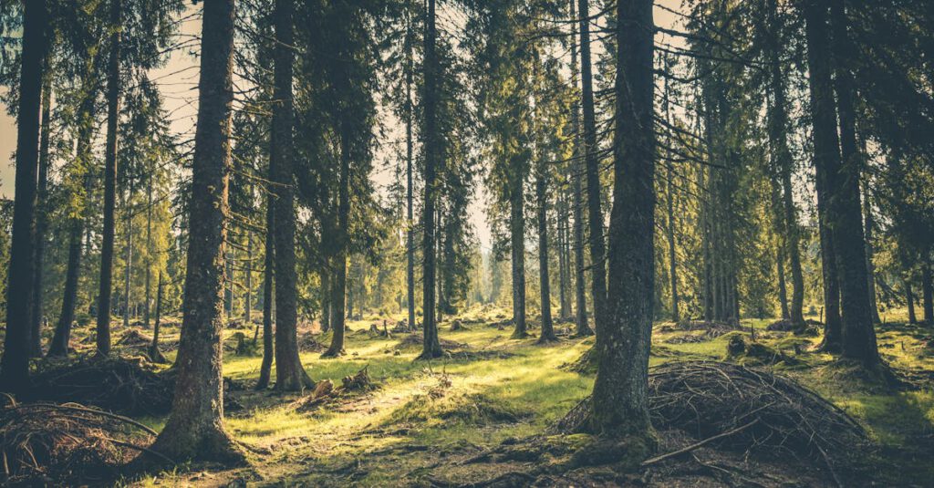 Green Grass on Forest